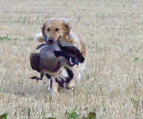 Canada Goose hunting