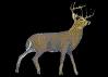 Outfitters & Guides