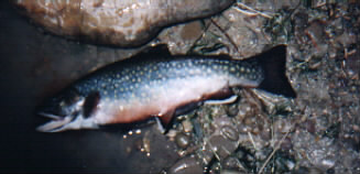 brookt trout fishing in Alberta