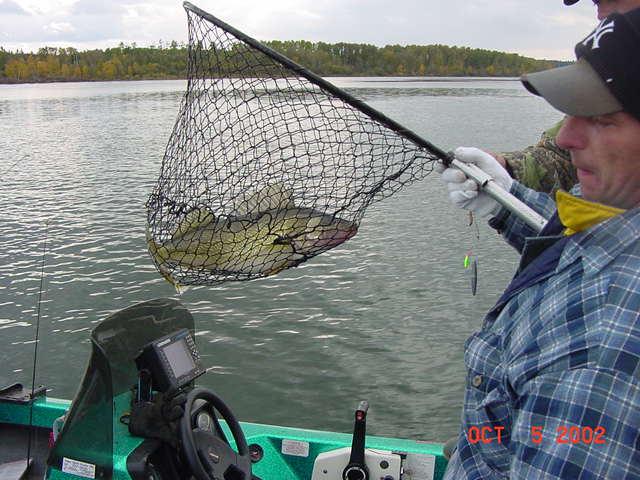 netting a big walleye at Nipawin Saskatchewan