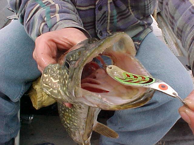 A piker from Rattle Snake Lake reservoir. 