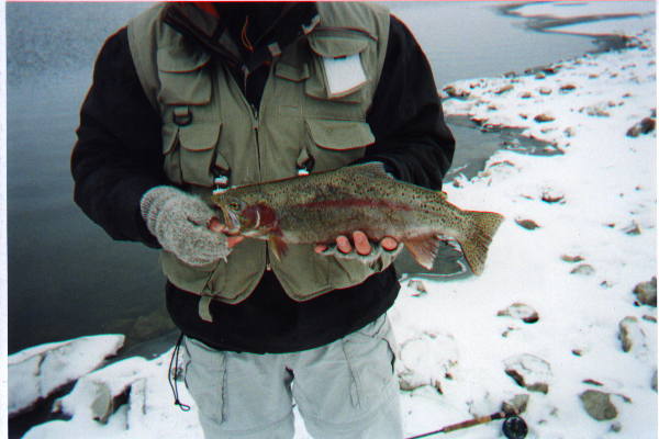 rainbow trout at Blood Indian Reservoir Alberta