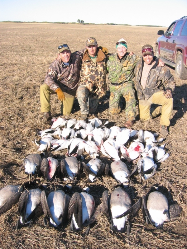 Snows and Canada Geese