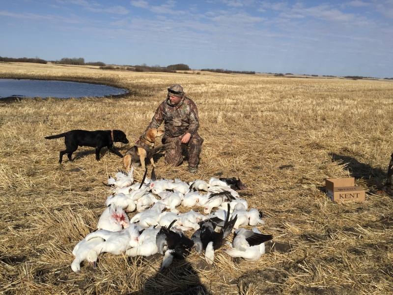 snow goose spring hunt