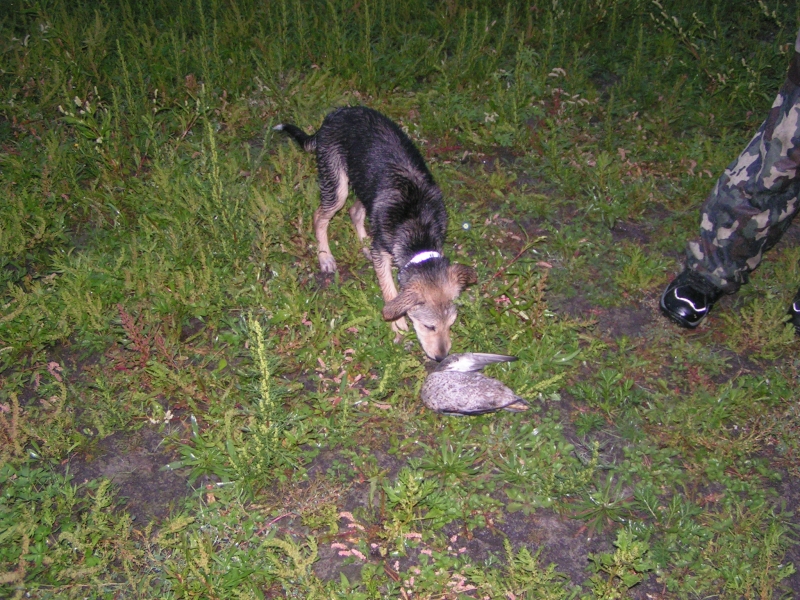 Maddux with a duck