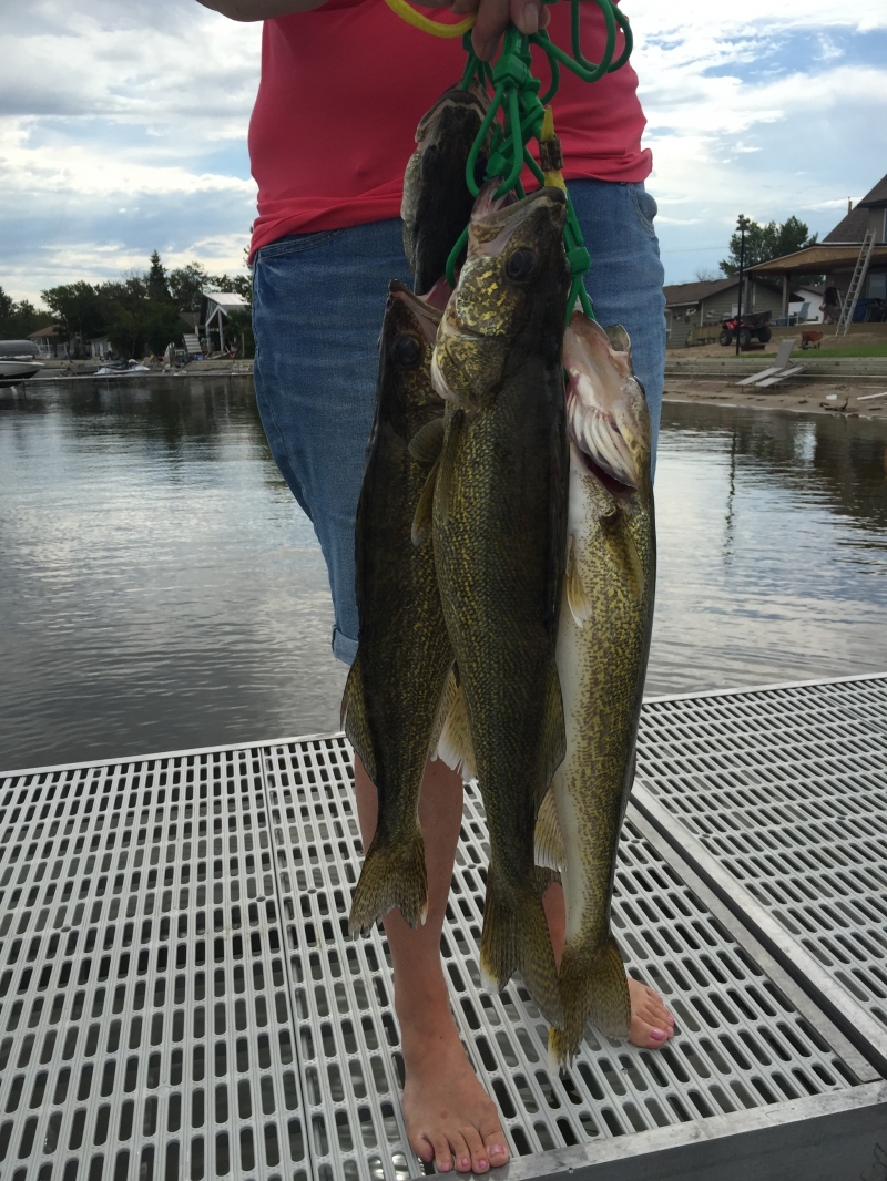 Stringer of Walleye