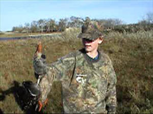 Kyle's Shoveler duck