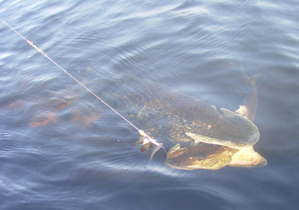 Monster Pike