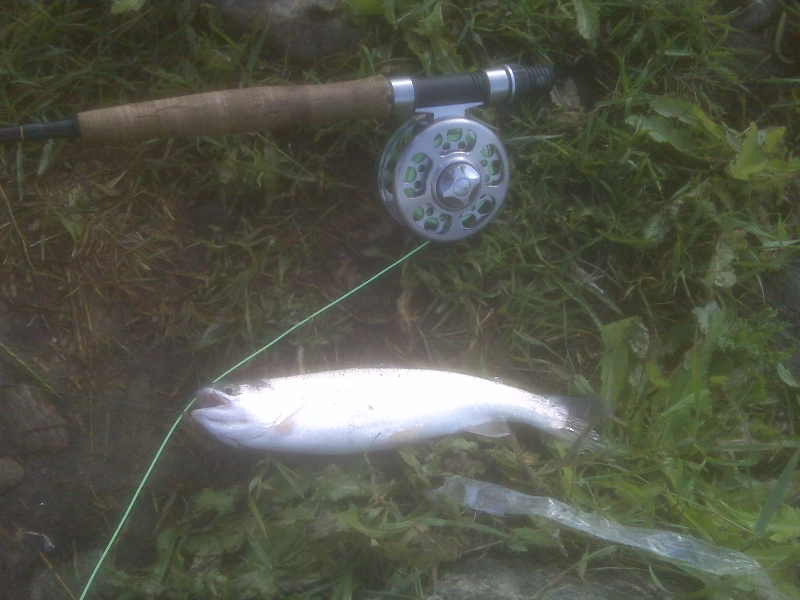 Canada Day Rainbow Trout