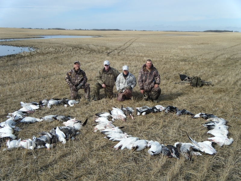 Spring Snow Geese - Ken Fryer Group