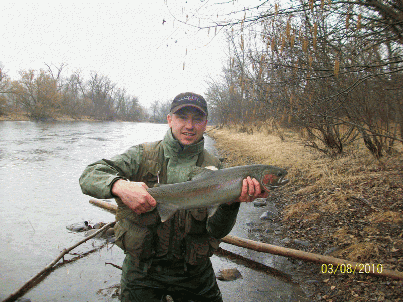 Idaho Steelhead