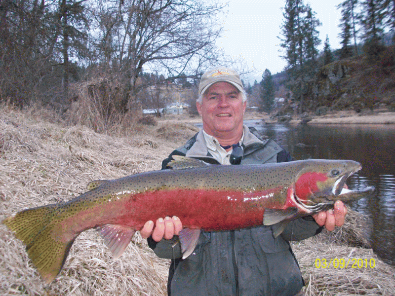 Idaho Steelhead