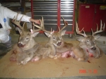 Saskatchewan Whitetail Deer