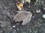 Canada Goose hunting