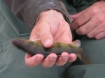 Perch Fishing