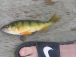 Perch on the dock