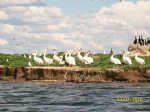 Pelican Island