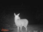 Deer on Trail Cam