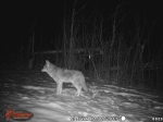 Coyote on Trail Cam