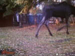 Backyard Moose