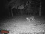 Lynx on trail cam
