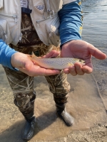 First Brook Trout