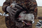 2nd Banded Snow Goose