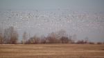 Flock of Snow Geese