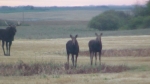 Three Moose