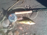 Perch on the Fly