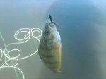 Another Perch on the Fly!