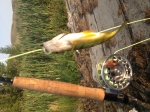 Fly Fishing Perch