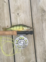 100 Perch on Fly Rod