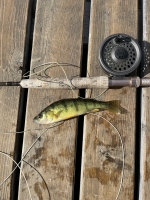 Massive Perch