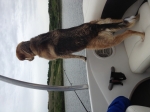 Canine Fish Finder