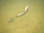 Pike on the Fly
