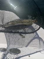 Canada Day Pike