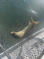 another Canada Day pike