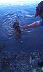 Landing a Small Trout