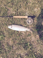 July Rainbow Trout