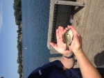 Rock Bass