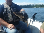 Sauger by Larry