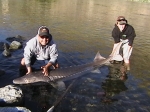8ft 6in sturgeon (Hells Canyon)