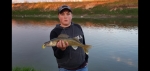 A beautifully walleye caught on a beautifully night