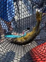 Cree River Lodge Walleye on X-Rap