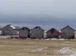 Old Buildings and Snow Geese Landing
