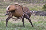 EVER WONDER WHY ELKS HAVE LONG ANTLERS?