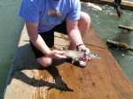 Small Pike from Lac Pelletier