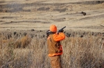 pheasant kill