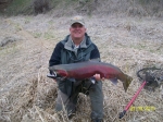 Spring Steelhead